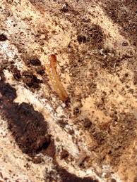 Attēlu rezultāti vaicājumam “Pyrochroidae larva”