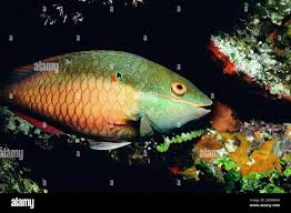 Image result for Sparisoma aurofrenatum