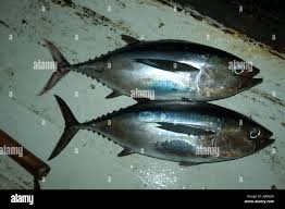Image result for Thunnus obesus