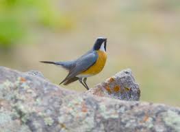 Image result for Irania gutturalis