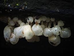 Attēlu rezultāti vaicājumam “Peltigera polydactylon”