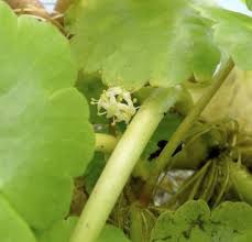Attēlu rezultāti vaicājumam “Hydrocotyle vulgaris bud”
