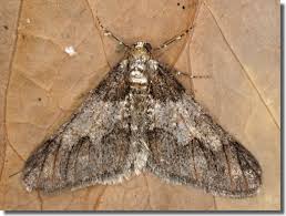 Attēlu rezultāti vaicājumam “Agriopis leucophaearia”