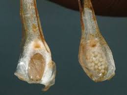 Attēlu rezultāti vaicājumam “Isoetes echinospora leaf”