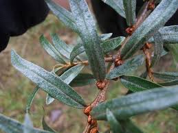Attēlu rezultāti vaicājumam “Hippophae rhamnoides leaf”