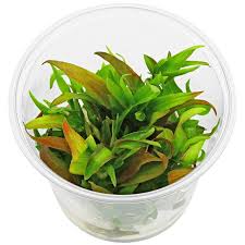 Attēlu rezultāti vaicājumam “Fontinalis antipyretica subsp. gracilis”