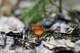 Attēlu rezultāti vaicājumam “Dumontinia tuberosa”