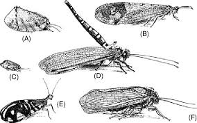 Attēlu rezultāti vaicājumam “Neuroptera”
