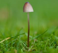 Attēlu rezultāti vaicājumam “Mycena”