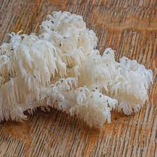 Attēlu rezultāti vaicājumam “Hericium coralloides”