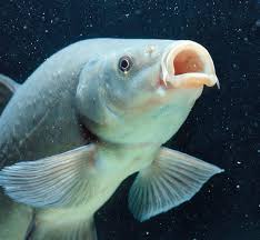 Image result for Tinca tinca