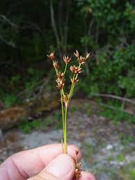 Attēlu rezultāti vaicājumam “Clastodermataceae”