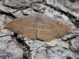 Attēlu rezultāti vaicājumam “Watsonalla binaria”