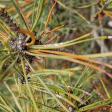 Attēlu rezultāti vaicājumam “Licea pusilla macro”