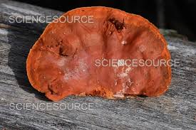 Attēlu rezultāti vaicājumam “Pycnoporus cinnabarinus”