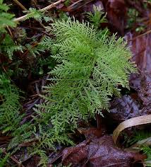 Attēlu rezultāti vaicājumam “Thuidium assimile”