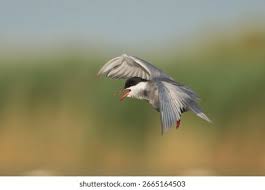 Attēlu rezultāti vaicājumam “Chlidonias hybrida adult”