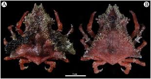 Attēlu rezultāti vaicājumam “Cribraria costata macro”