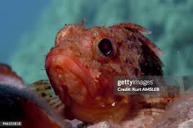 Image result for Scorpaena porcus