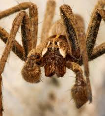 Attēlu rezultāti vaicājumam “Pisaura mirabilis male”