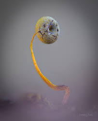 Attēlu rezultāti vaicājumam “Physarum murinum spores”