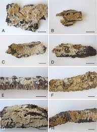 Attēlu rezultāti vaicājumam “Basidioradulum radula”