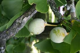 Attēlu rezultāti vaicājumam “Ginkgo biloba fruit”