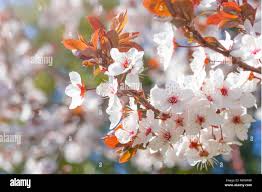 Attēlu rezultāti vaicājumam “Prunus cerasifera var. divaricata”