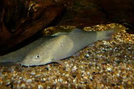 Image result for Barbus barbus