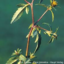 Attēlu rezultāti vaicājumam “Bidens tripartita”