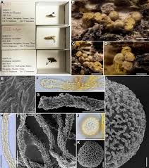 Attēlu rezultāti vaicājumam “Perichaena depressa spores”