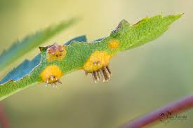 Attēlu rezultāti vaicājumam “Gymnosporangium cornutum”