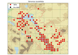 Attēlu rezultāti vaicājumam “Veronica scutellata fruit”