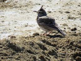 Attēlu rezultāti vaicājumam “Galerida cristata”