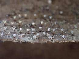 Attēlu rezultāti vaicājumam “Craterium leucocephalum”