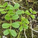 Attēlu rezultāti vaicājumam “Vicia lathyroides leaf”