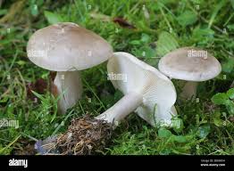 Attēlu rezultāti vaicājumam “Clitocybe nebularis”