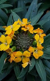 Attēlu rezultāti vaicājumam “Erysimum cheiranthoides leaf”