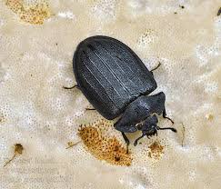 Attēlu rezultāti vaicājumam “Peltis grossa”