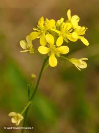 Attēlu rezultāti vaicājumam “Diplotaxis muralis flower”