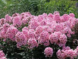 Image result for Phlox (großblumig)