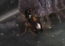 Attēlu rezultāti vaicājumam “Bembidion sp.”