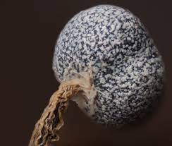 Attēlu rezultāti vaicājumam “Physarum murinum macro”