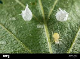 Attēlu rezultāti vaicājumam “Paidiscura pallens eggs”