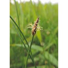 Attēlu rezultāti vaicājumam “Eleocharis palustris”