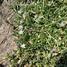 Attēlu rezultāti vaicājumam “Spergularia marina”