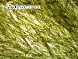 Attēlu rezultāti vaicājumam “Cladophora glomerata”