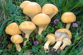 Attēlu rezultāti vaicājumam “Phaeolepiota aurea”