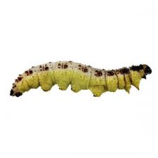 Attēlu rezultāti vaicājumam “Pieris brassicae larva”