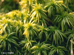 Attēlu rezultāti vaicājumam “Sphagnum riparium”